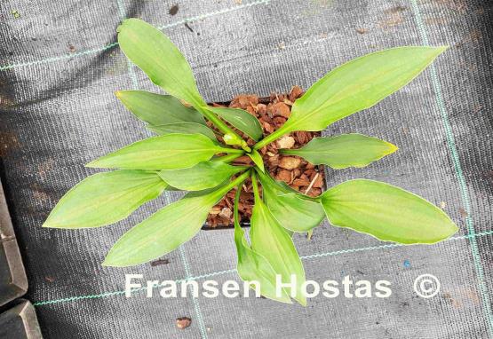 Hosta Twist of Green